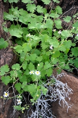 Amauria rotundifolia
