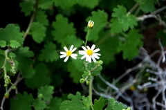 Amauria rotundifolia