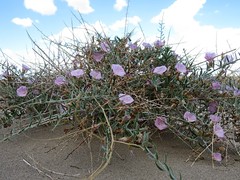 Convolvulus fruticosus
