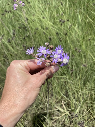 Senecio polyodon, photograph 1