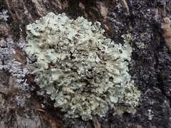 Flavoparmelia haysomii