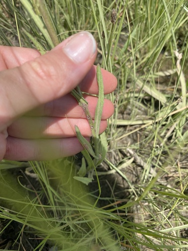 Senecio polyodon, photograph 2