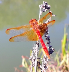 Sympetrum croceolum