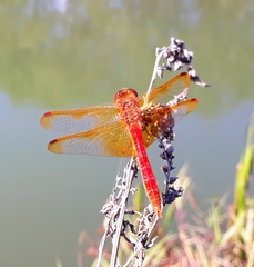 Sympetrum croceolum