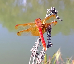 Sympetrum croceolum
