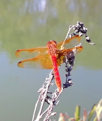 Sympetrum croceolum