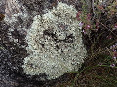 Flavoparmelia haysomii