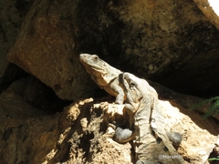 Ctenosaura similis