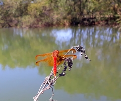 Sympetrum croceolum