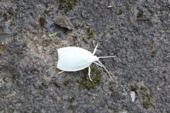 Nymphostola galactina