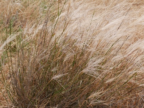 Feather Speargrass