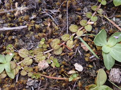 Epilobium komarovianum