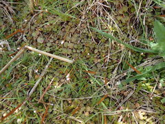 Epilobium komarovianum