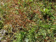 Epilobium komarovianum