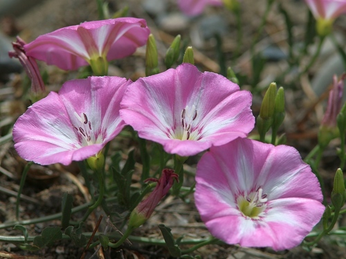 Dirvinis vijoklis nuotrauka