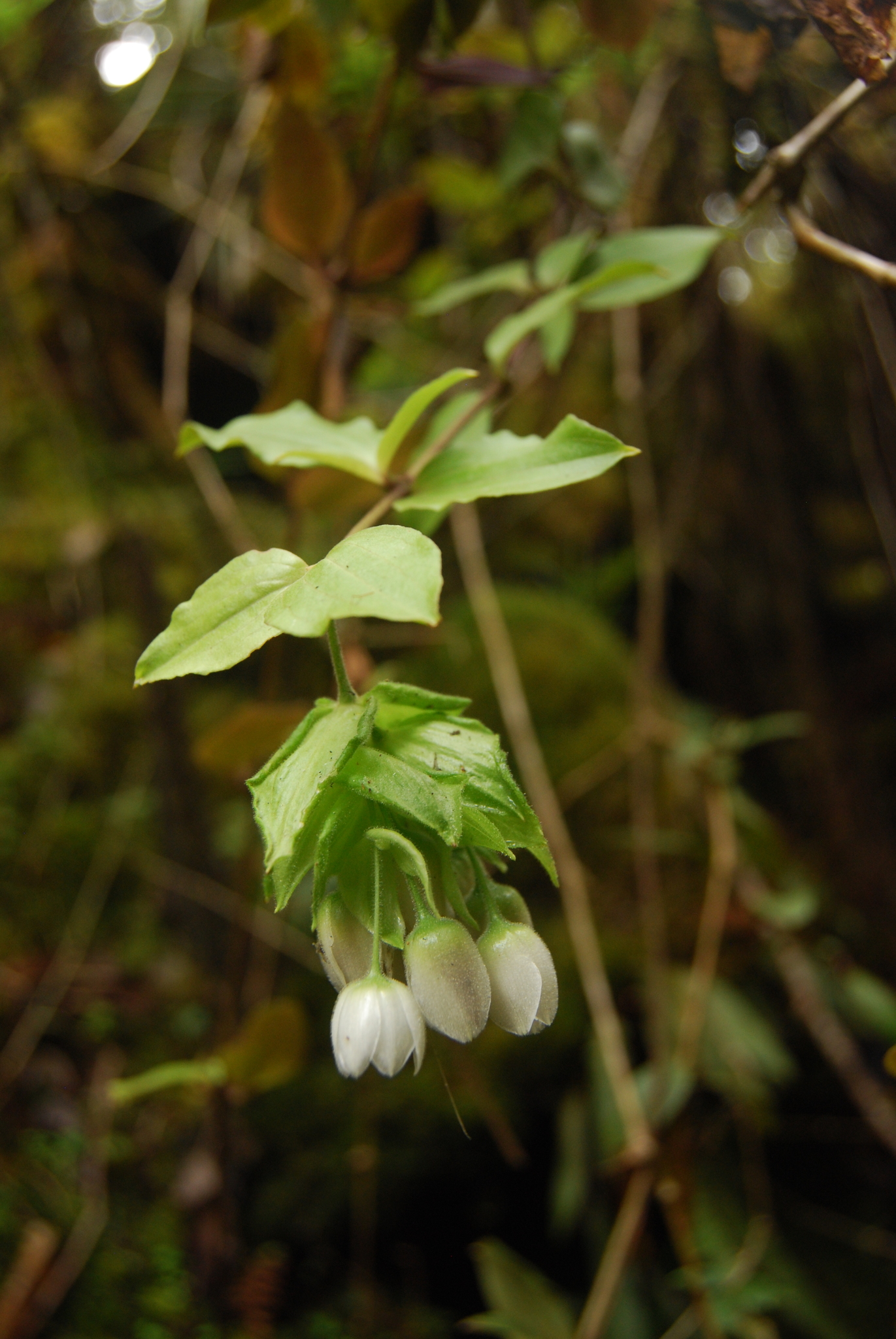 Schiedea lychnoides