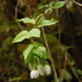 Schiedea lychnoides - Photo (c) Aaron Hulsey,  זכויות יוצרים חלקיות (CC BY-NC), הועלה על ידי Aaron Hulsey