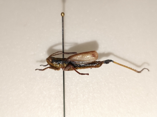 Podismopsis poppiusi
