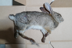 Sylvilagus audubonii