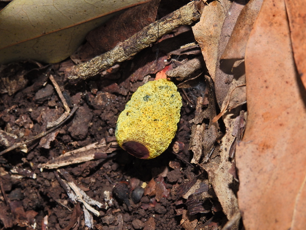 Gymnogaster boletoides · November 2025 · photo: © samb0 (iNaturalist, cc-by)