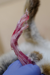 Sylvilagus audubonii