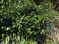 Camellia japonica