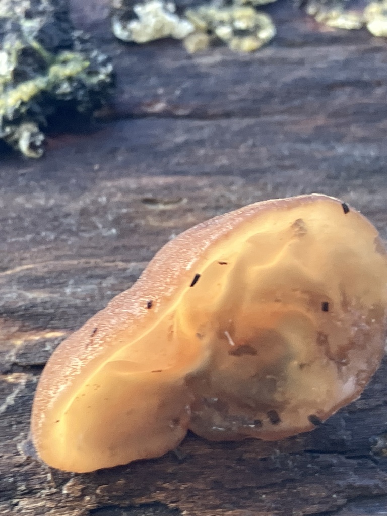 Auricularia auricula-judae · November 2025 · photo: © empressmoth (iNaturalist, cc0)