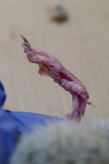 Sylvilagus audubonii