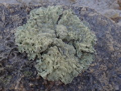 Flavoparmelia haysomii