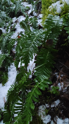 common polypody