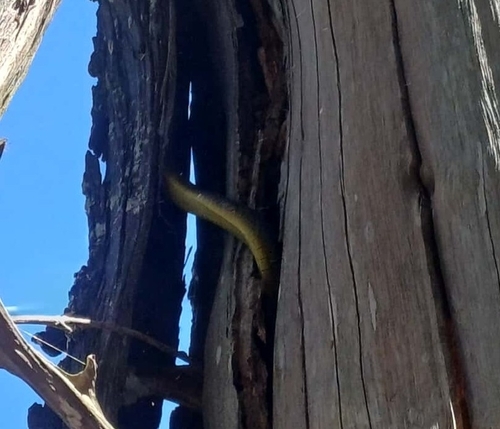 Common Tree Snake sighting