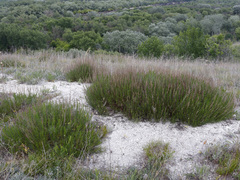 Artemisia salsoloides