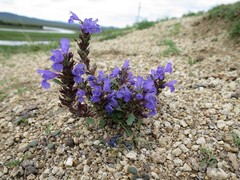 Dracocephalum foetidum