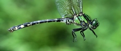 Ophiogomphus anomalus