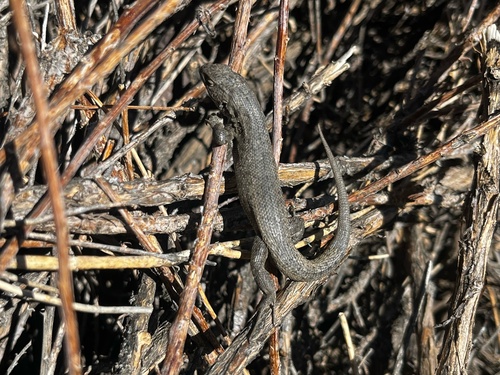 Bibron's Tree Iguana, Liolaemus bibronii