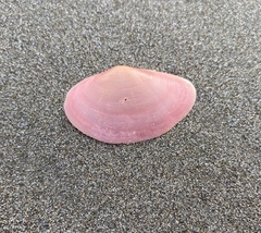 Tellinoidea