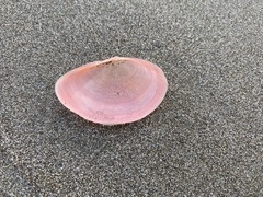 Tellinoidea