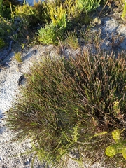 Hypodiscus willdenowia