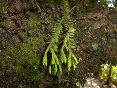 Phlegmariurus dichaeoides