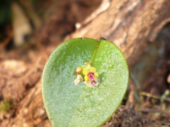 Lepanthes appendiculata