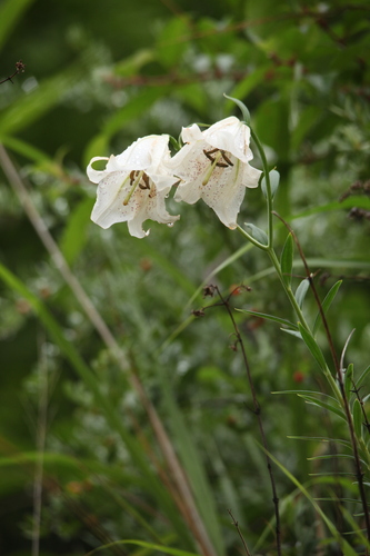 Lilium bakerianum observed 2025-07-06