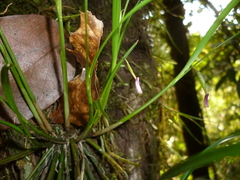 Scaphyglottis longicaulis