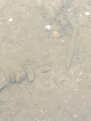 Branchinecta sandiegonensis