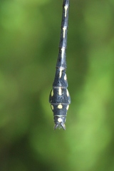 Ophiogomphus anomalus