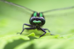Ophiogomphus anomalus