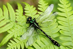 Ophiogomphus anomalus