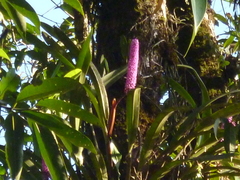 Arpophyllum giganteum