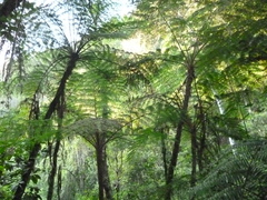 Sphaeropteris