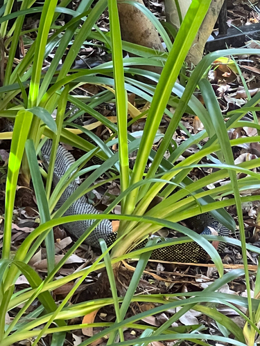 Diamond Python sighting