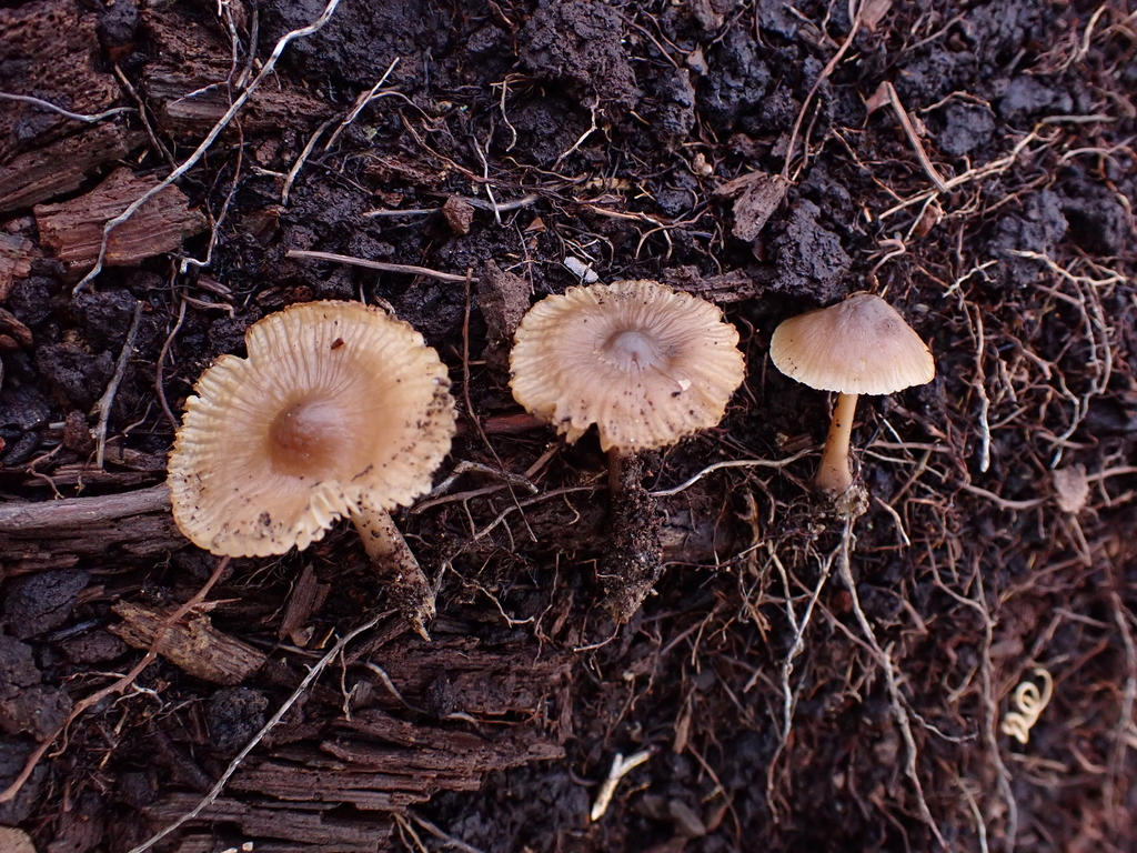 Mycena sp. 'IN10' · November 2025 · photo: © sigridjakob (iNaturalist, cc0)